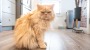 Protest auf vier Pfoten: Katzen fressen neues Whiskas-Trockenfutter nicht | News | BILD.de